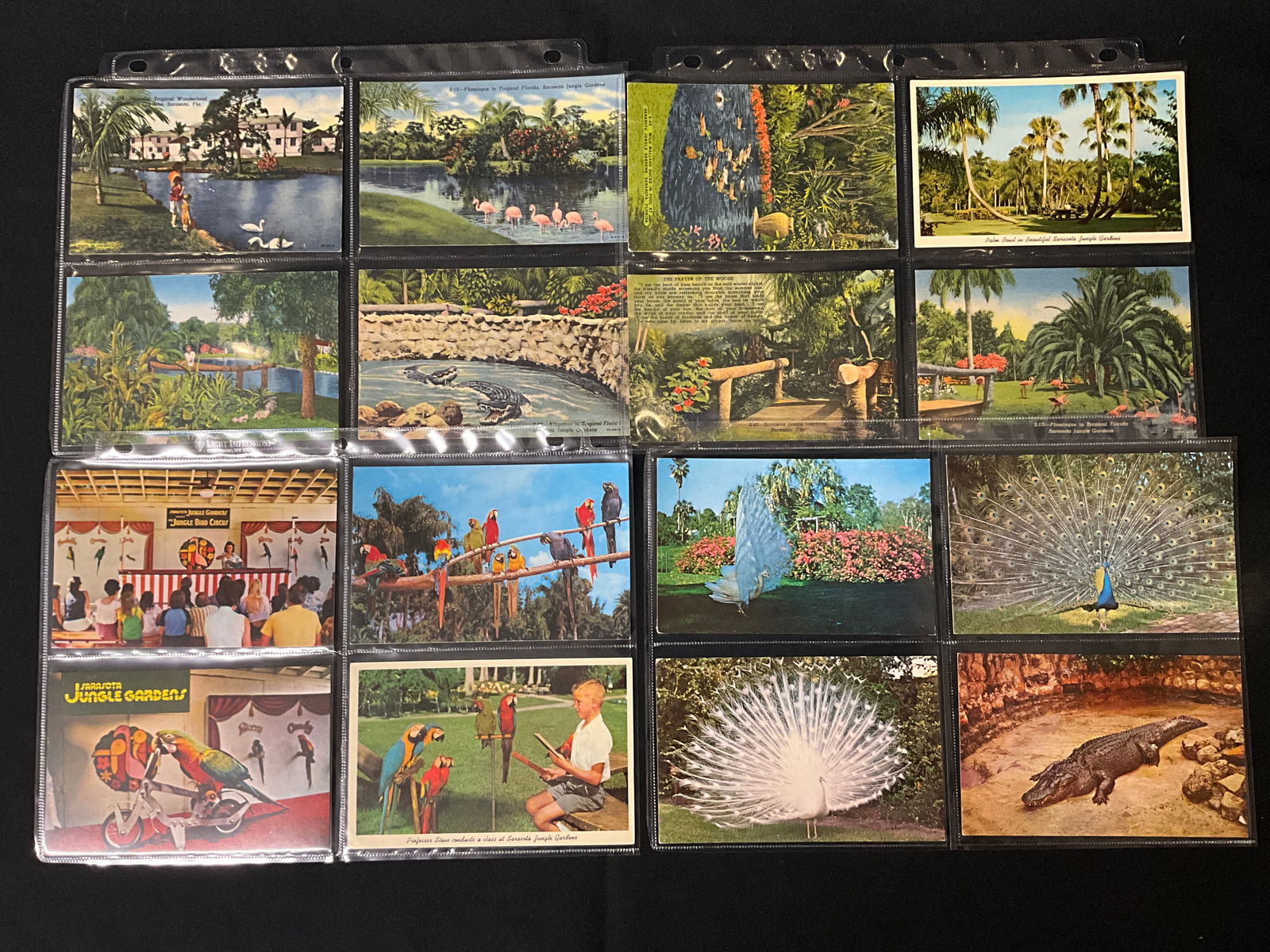Sarasota Jungle Gardens, Vintage Postcard Collection, Late 1940s-Mid-1960s - 2