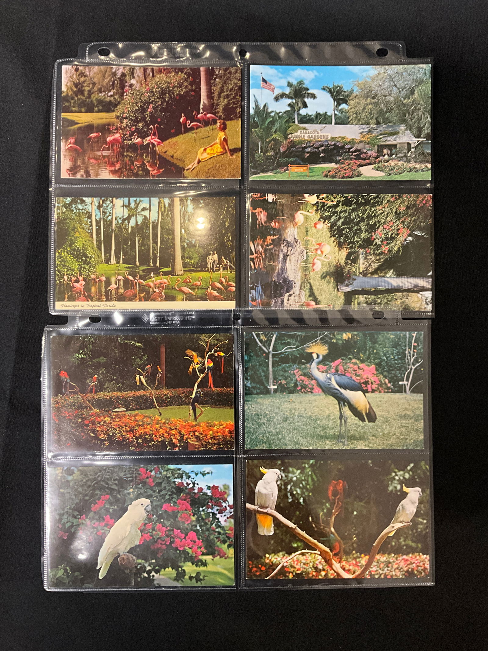 Sarasota Jungle Gardens, Vintage Postcard Collection, Late 1940s-Mid-1960s - 4
