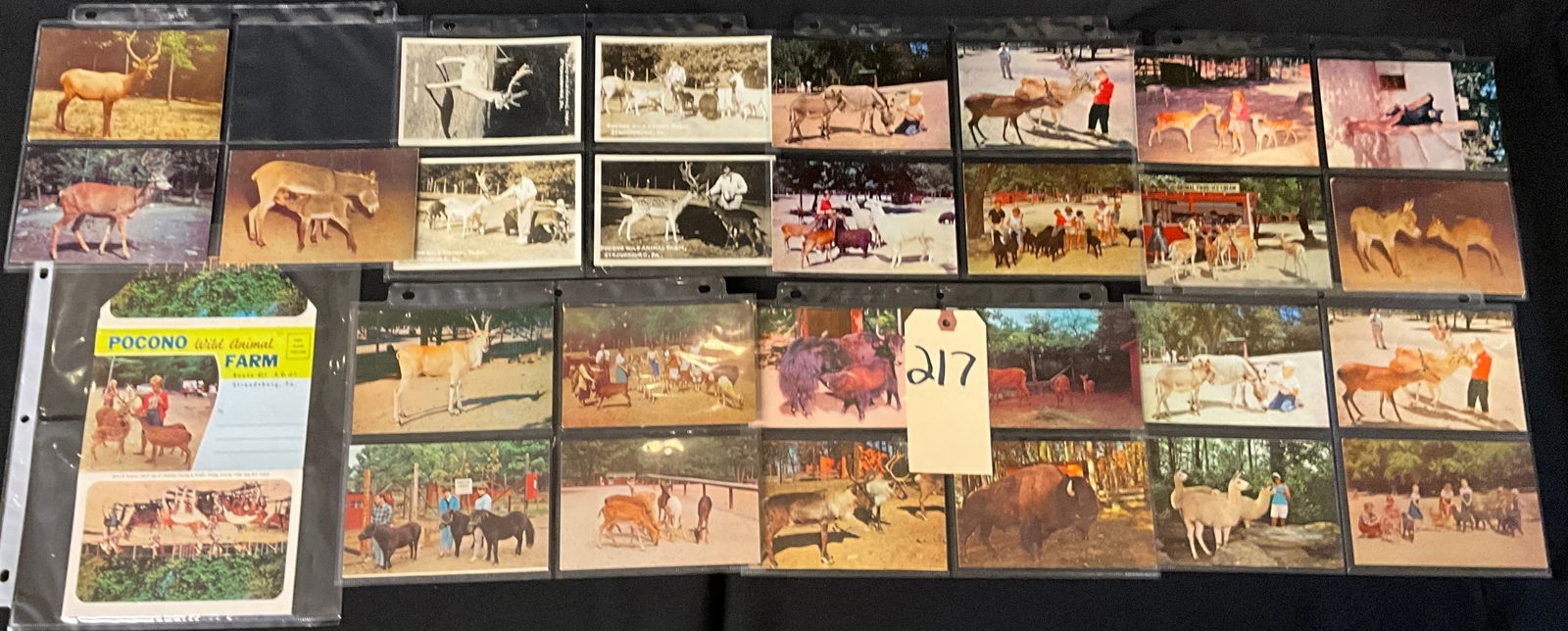 Pocono Wild Animal Farm Vintage Postcard and Ephemera Collection, c. 1950s-1970s: This collection features approximately 26 vintage postcards and one illustrated mailing folder documenting the Pocono Wild Animal Farm in Stroudsburg, Pennsylvania. The set includes mid-century color