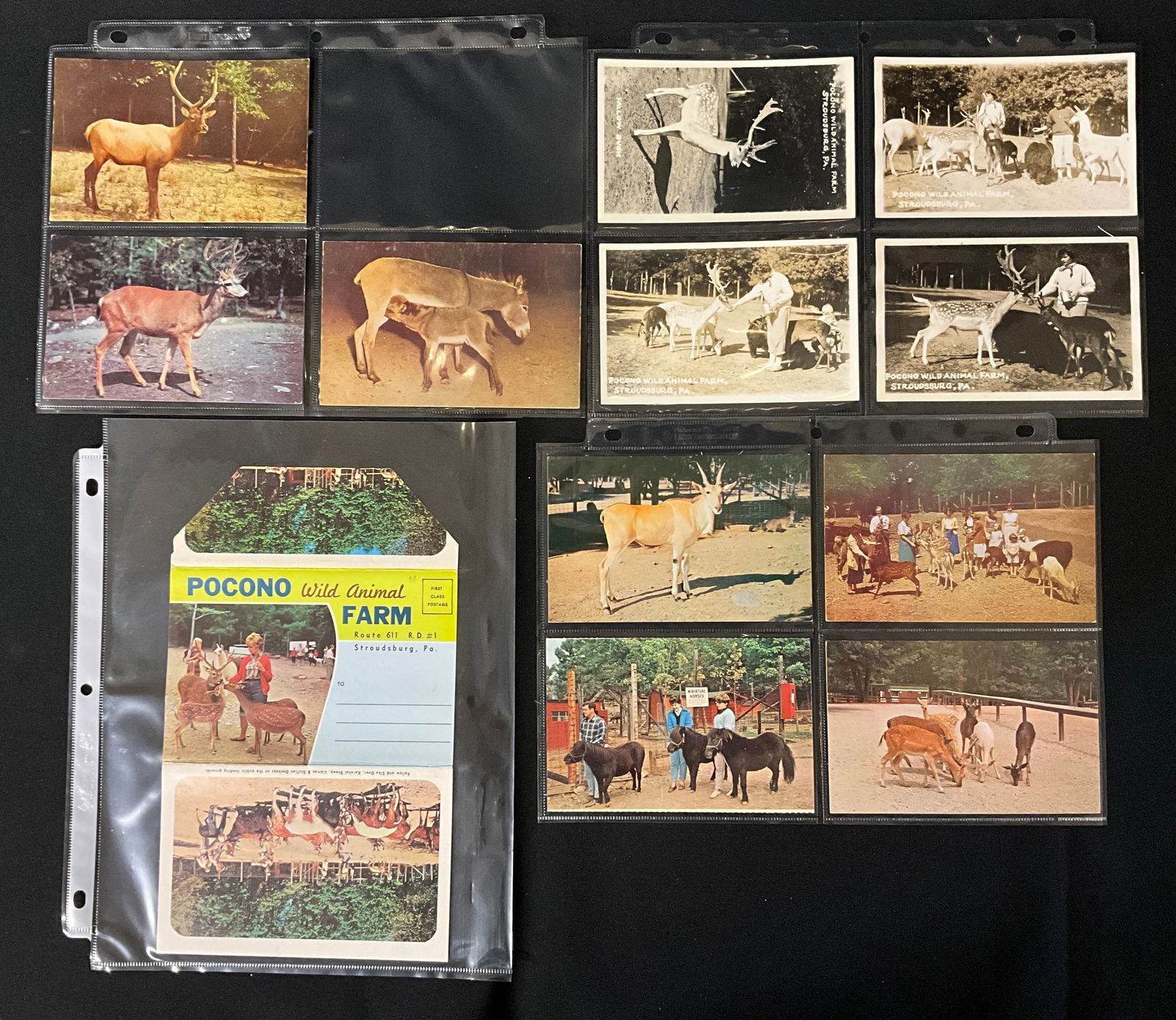 Pocono Wild Animal Farm Vintage Postcard and Ephemera Collection, c. 1950s-1970s - 4