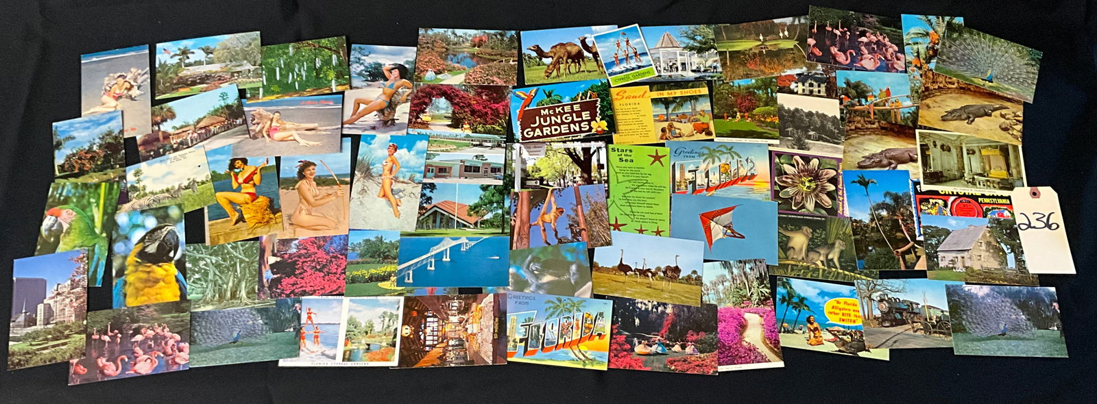 Mid-Century Florida Tourism and Wildlife Postcard Collection, 1950s-1970s (1 of 5)