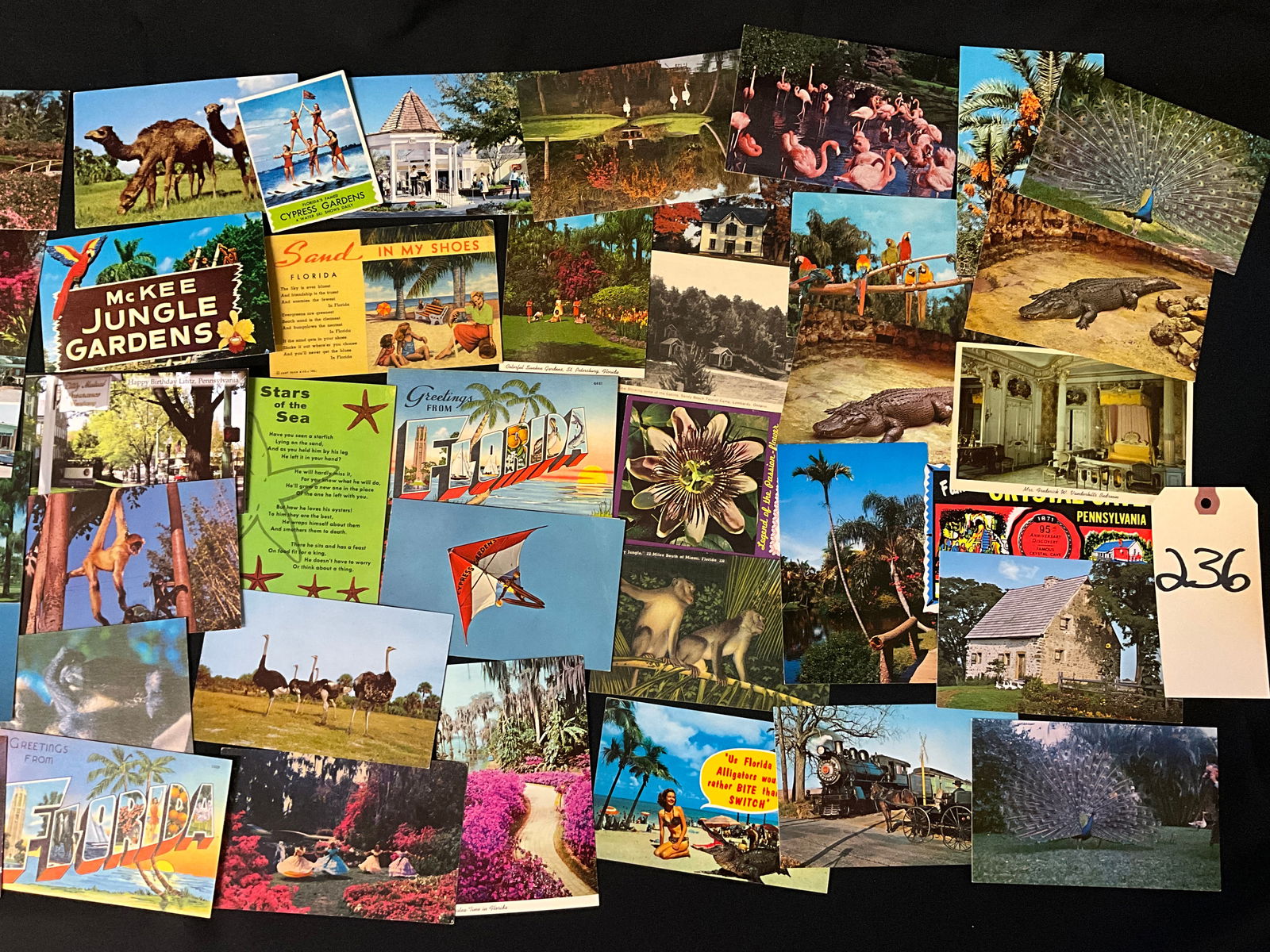Mid-Century Florida Tourism and Wildlife Postcard Collection, 1950s-1970s - 2