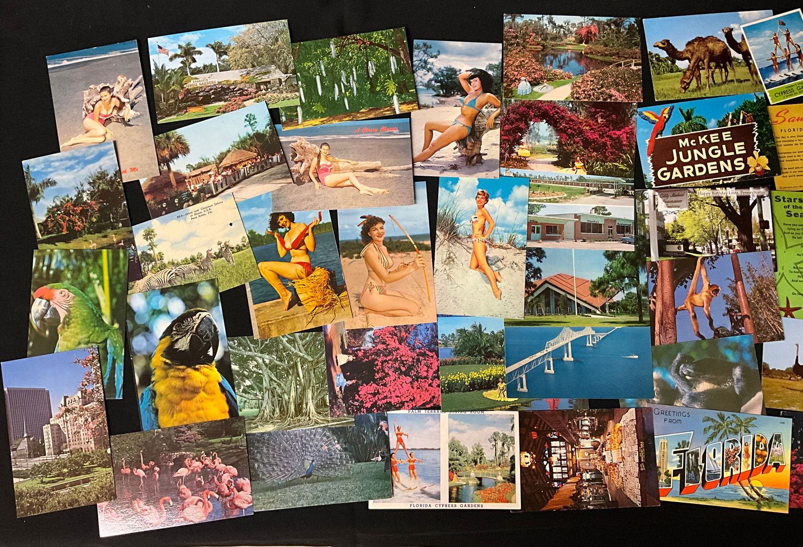 Mid-Century Florida Tourism and Wildlife Postcard Collection, 1950s-1970s - 3