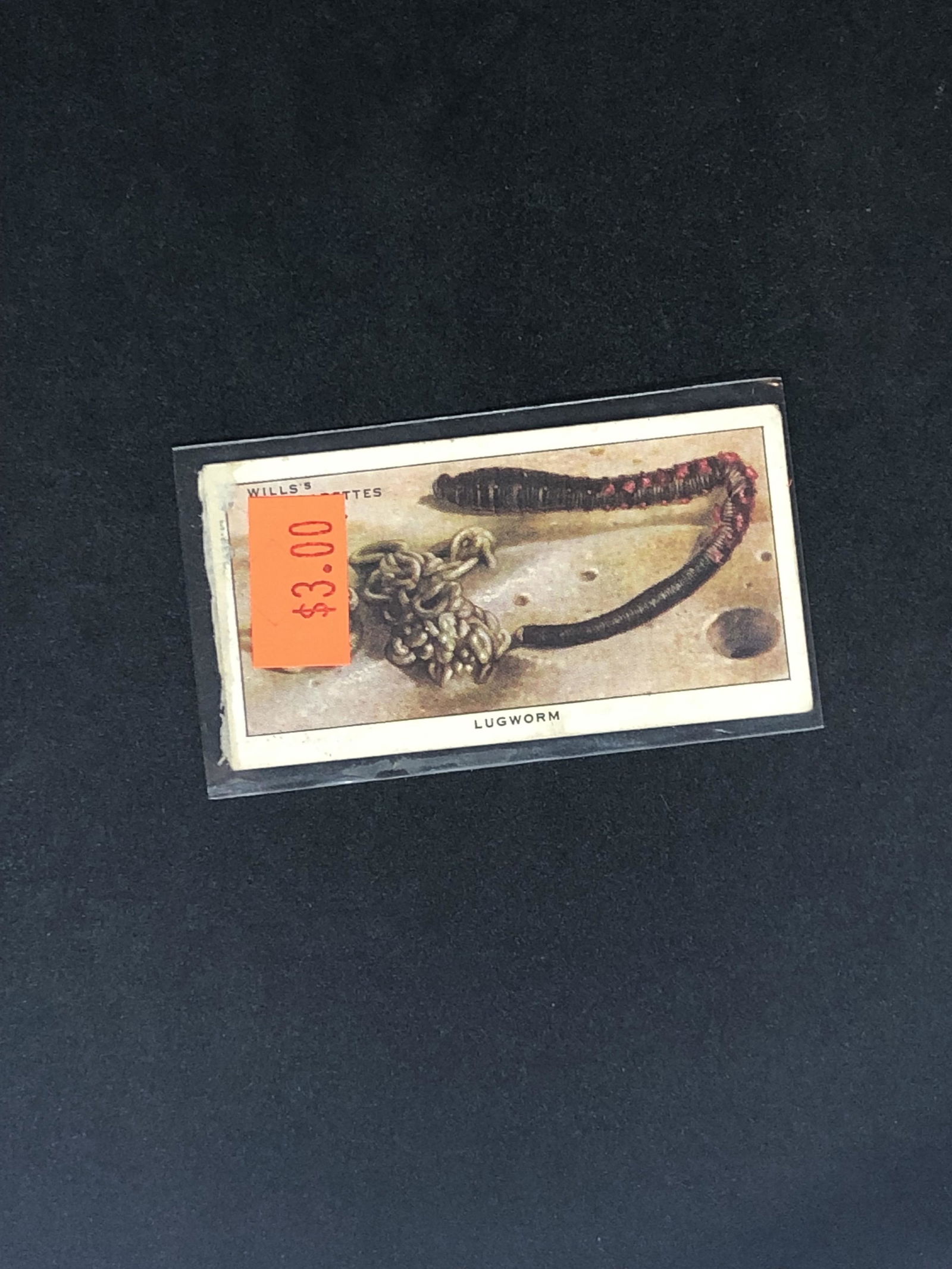 Wills Cigarettes Lugworm Trading Card (1 of 1)