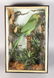 A 19TH CENTURY PARROT in a glass case.