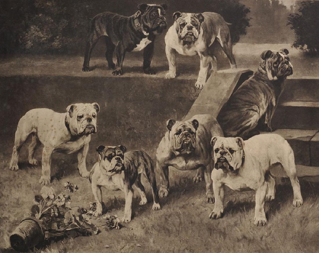 Arthur Wardle (1864-1949) British. "Bull-Bitches of the: Arthur Wardle (1864-1949) British. "Bull-Bitches of the 20th Century", Photogravure, Overall 24" x 30".
