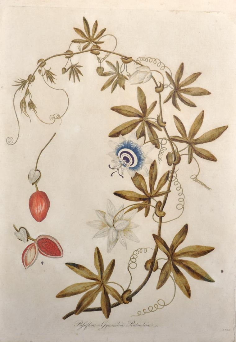 After D... Williams (18th Century) British. "Passiflora: After D... Williams (18th Century) British. "Passiflora - Gynandria Pentandria", Print, 21.5" x 15", together with a Folio of various Prints, Quantity (Q).