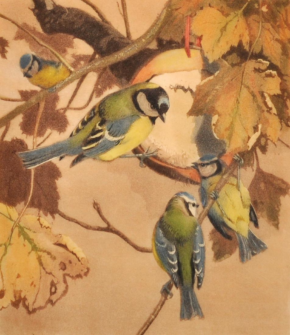 Winifred Marie Louise Austen (1876-1964) British.: Winifred Marie Louise Austen (1876-1964) British. "Tomtits", Blue Tits and Great Tits, sitting on the Branches of a Tree, Colour Etching with Aquatint, Signed and Inscribed in Pencil, 9.5" x 8.5".
