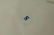 A PAIR OF CAUGHLEY BLUE AND WHITE PLATES, decorated - 9