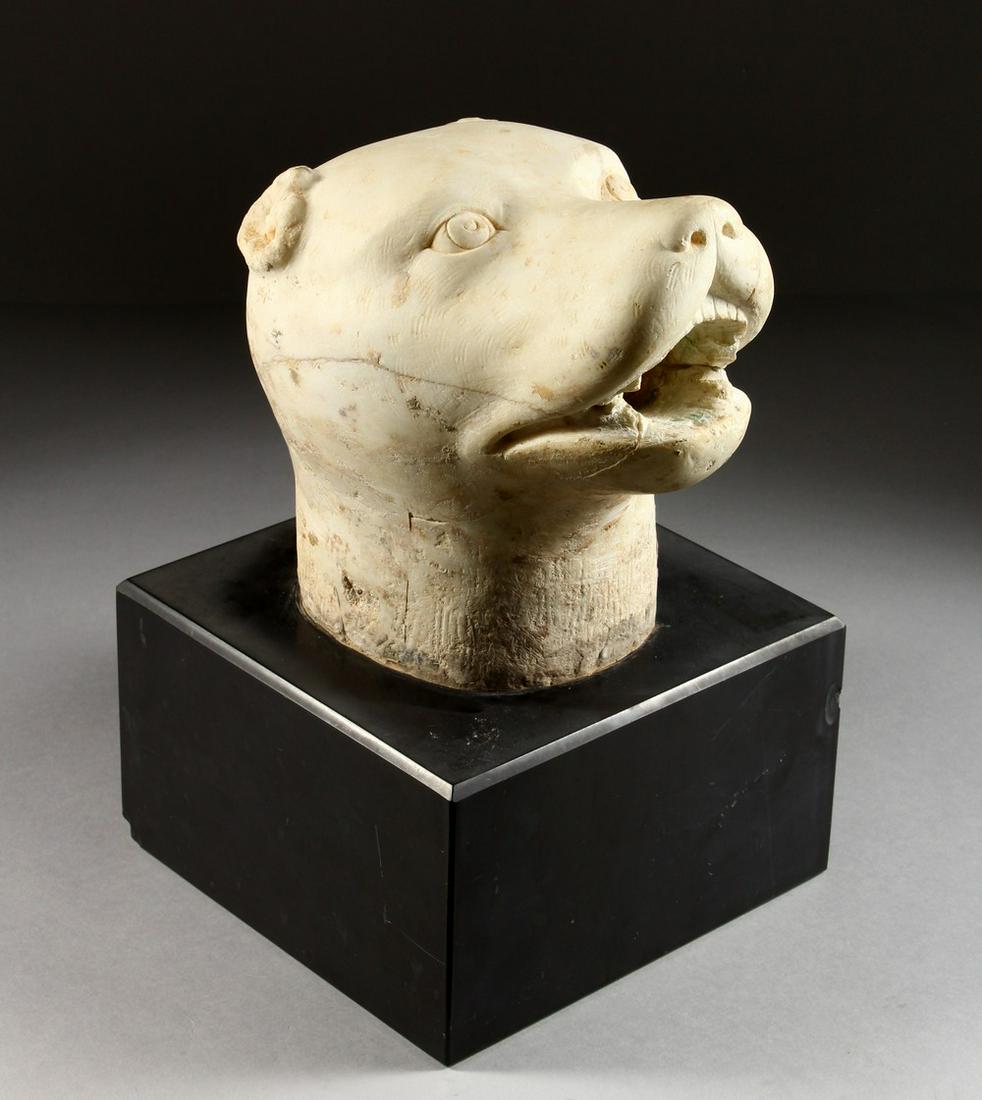 A ROMAN CARVED WHITE MARBLE ANIMAL HEAD. 7ins, on a: A ROMAN CARVED WHITE MARBLE ANIMAL HEAD. 7ins, on a black marble pedestal.