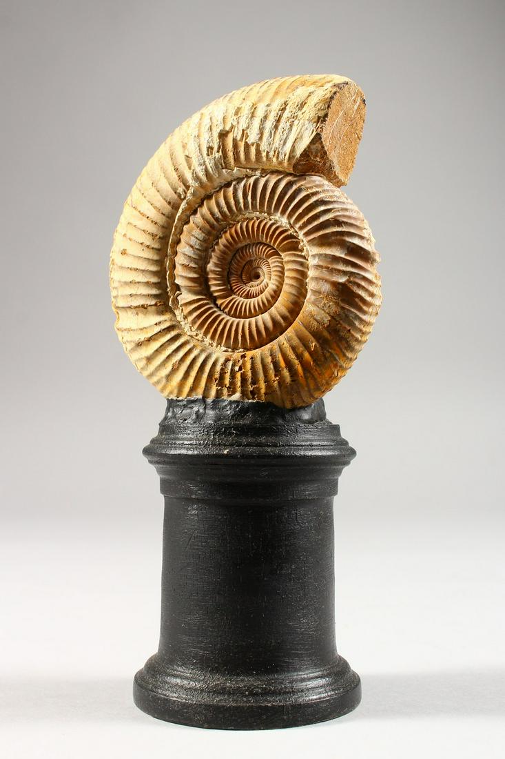 A FOSSILISED AMMONITE ON TURNED WOOD STAND. Overall: A FOSSILISED AMMONITE ON TURNED WOOD STAND. Overall Height: 6.5ins.