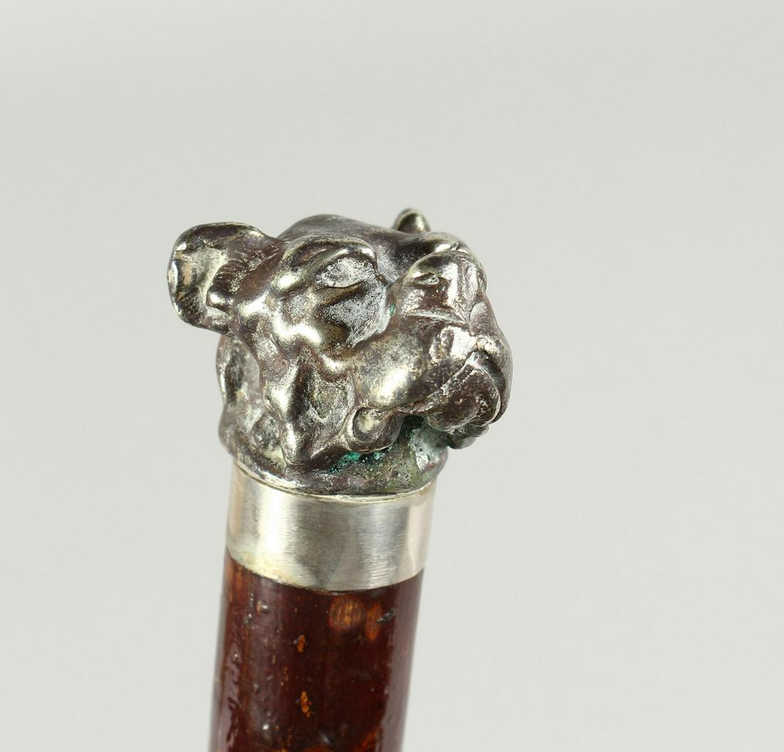 A VICTORIAN BLACKTHORN WALKING STICK with cast metal: A VICTORIAN BLACKTHORN WALKING STICK with cast metal bull dog handle 38ins long.