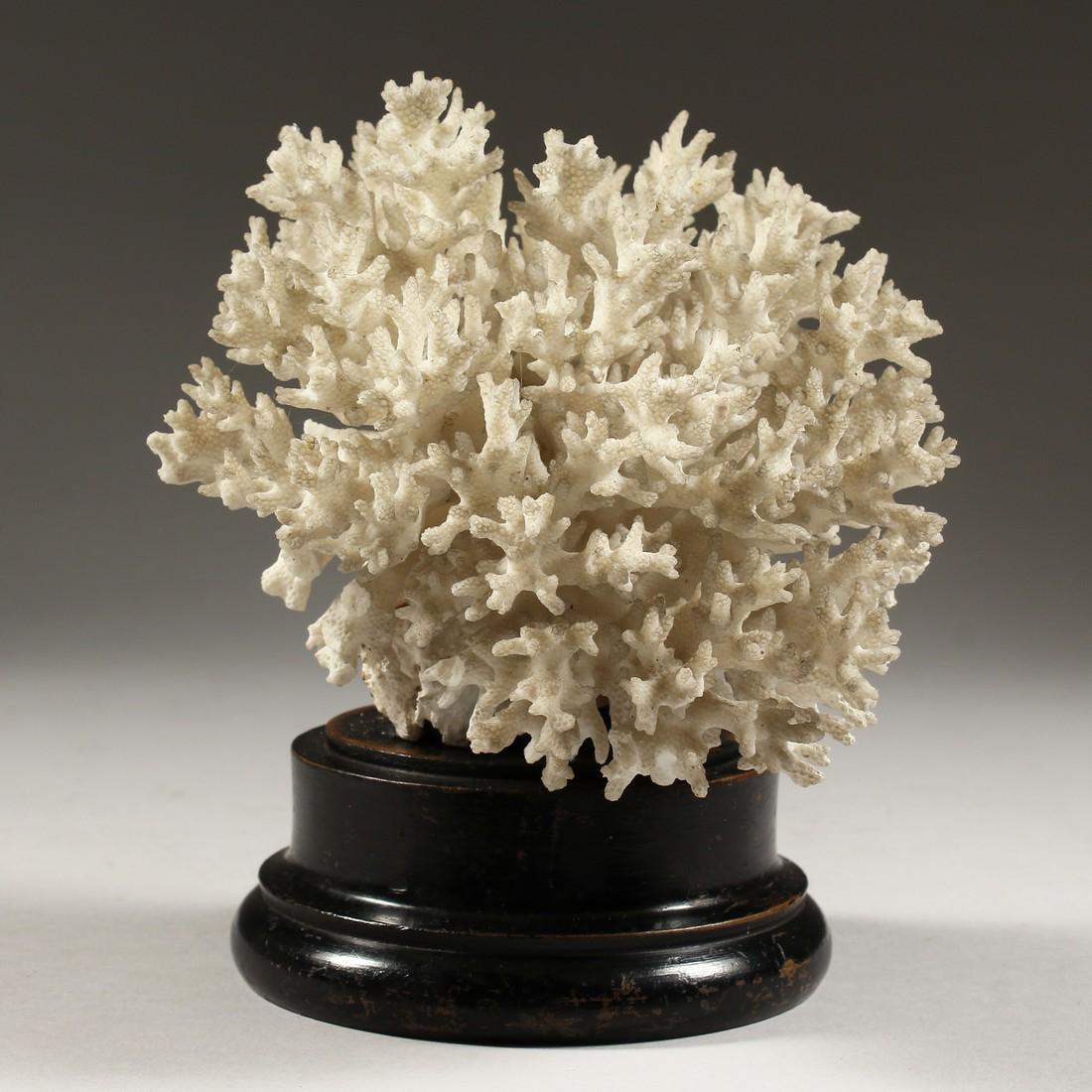 A WHITE CORAL SPECIMAN, mounted on a circular base: A WHITE CORAL SPECIMAN, mounted on a circular base 7ins high.