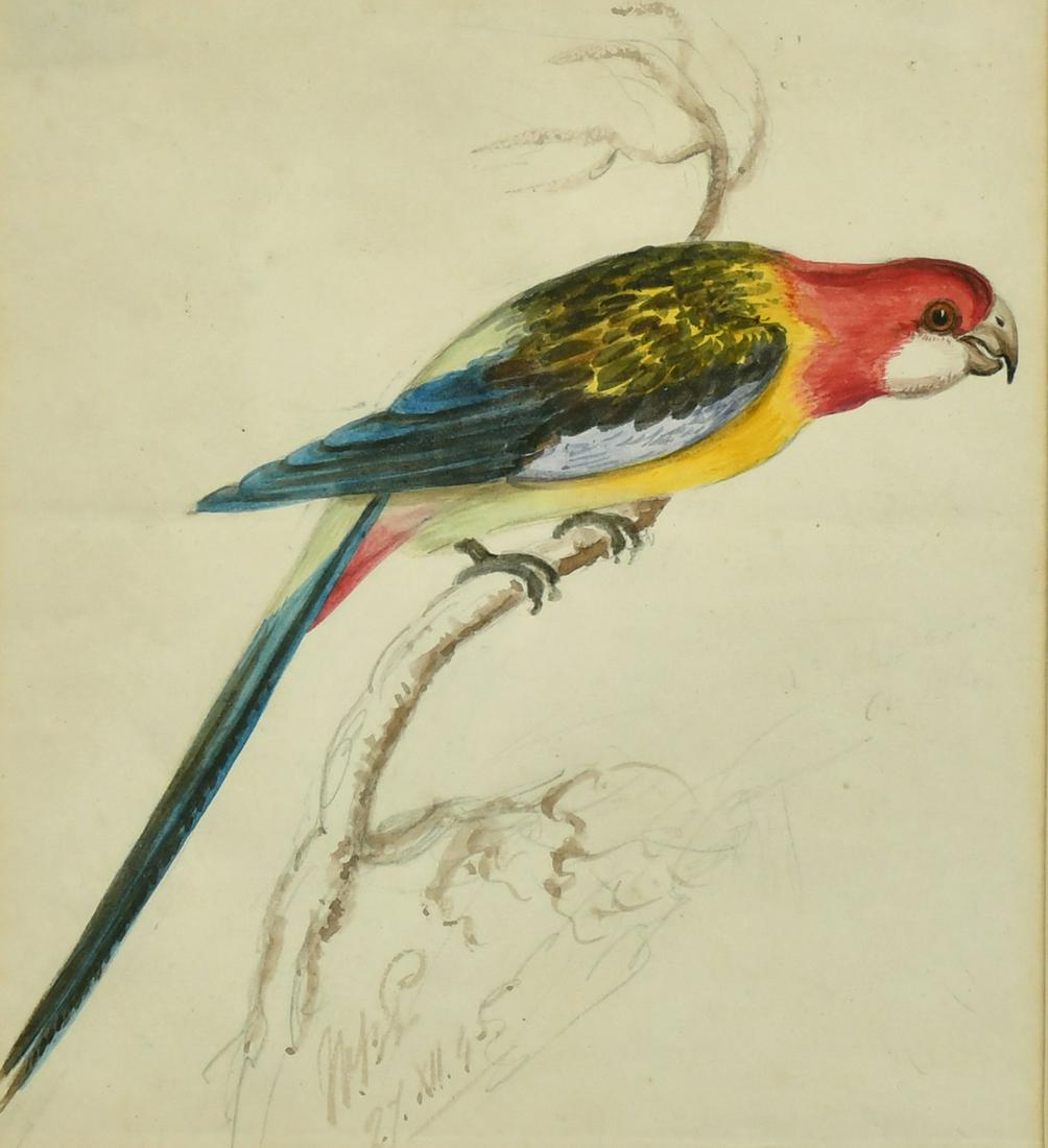 Circle of Edward Lear, A study of a Macaw, pencil and: Circle of Edward Lear, A study of a Macaw, pencil and watercolour, indistinctly signed and dated, 6.25" x 5.5".