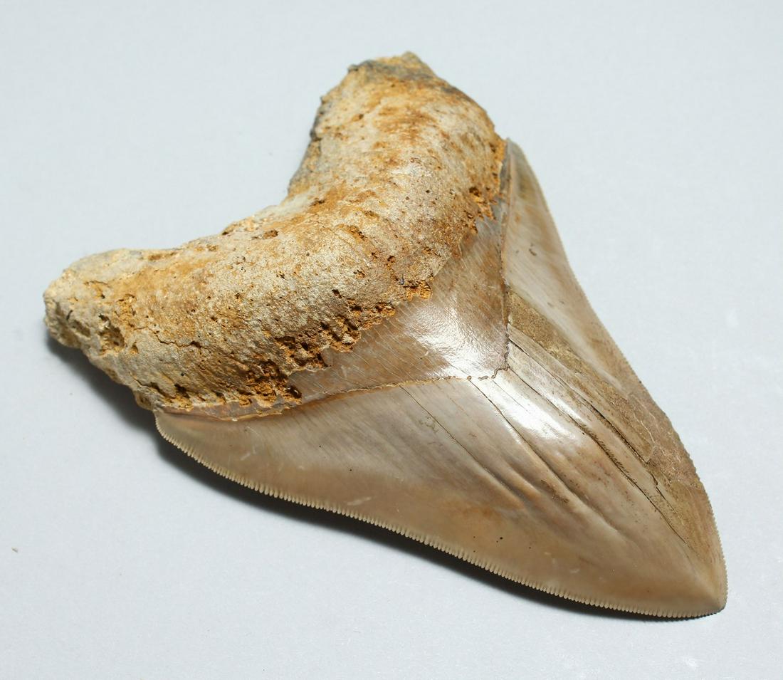A MEGALODON TOOTH FOSSIL 5ins x 3.5ins: A MEGALODON TOOTH FOSSIL 5ins x 3.5ins