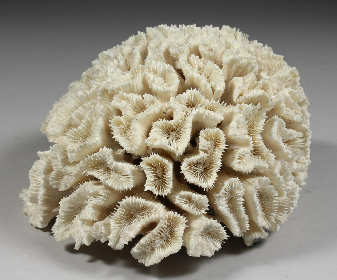 A LARGE PIECE OF CORAL. 8ins long.: A LARGE PIECE OF CORAL. 8ins long.