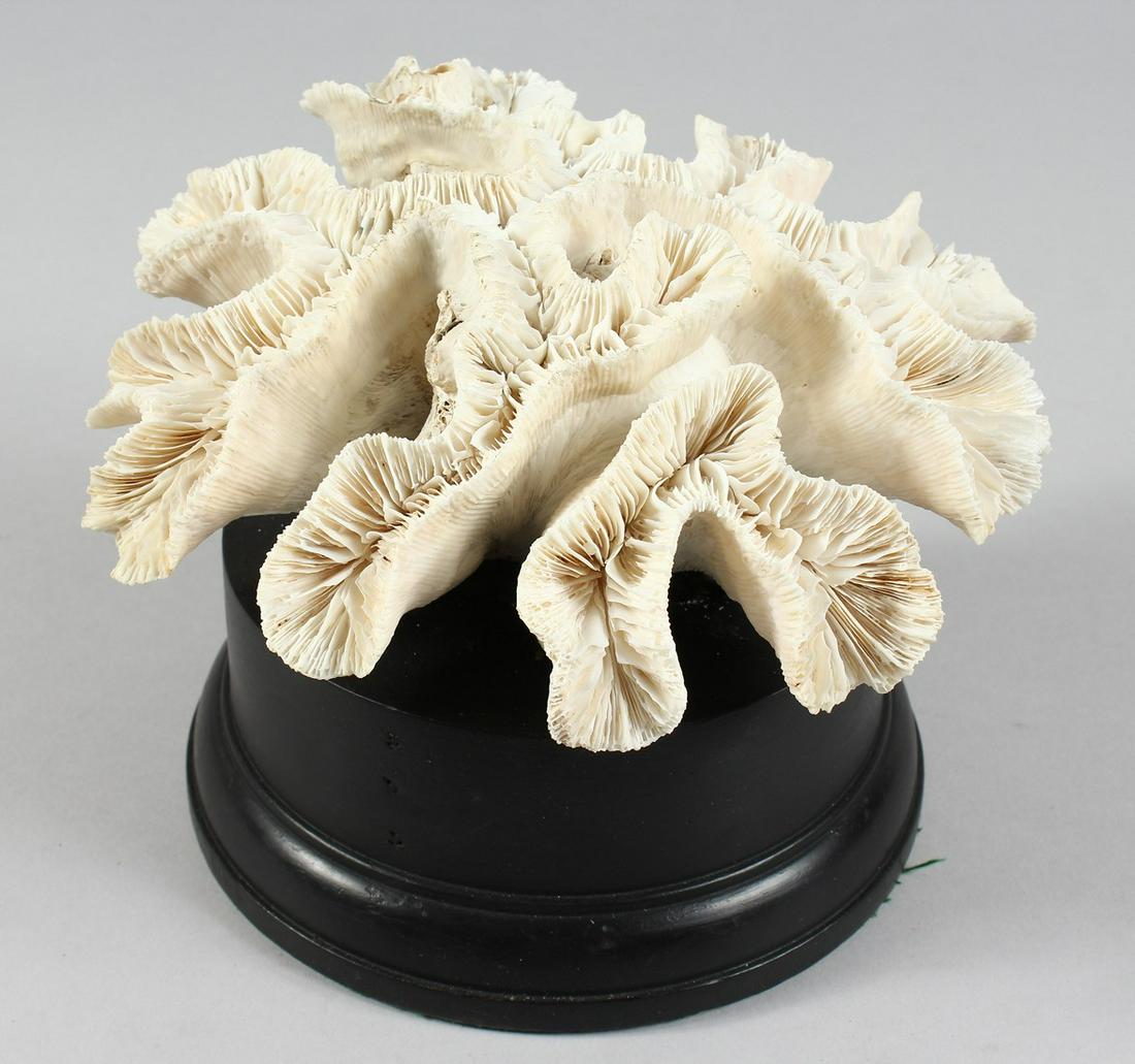 A LARGE CORAL SPECIMEN. 8ins wide on a wooden base.: A LARGE CORAL SPECIMEN. 8ins wide on a wooden base.