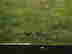 item-131036529=3