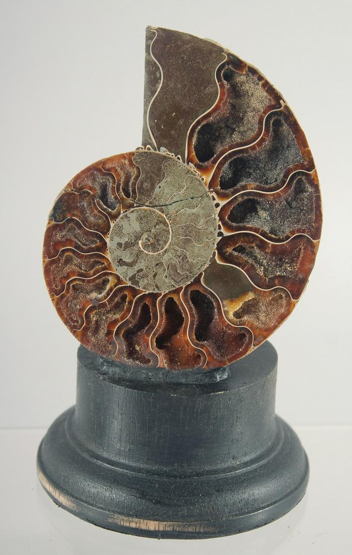 A POLISHED AMMONITE SPECIMEN.  4ins high on a wooden base. (1 of 2)