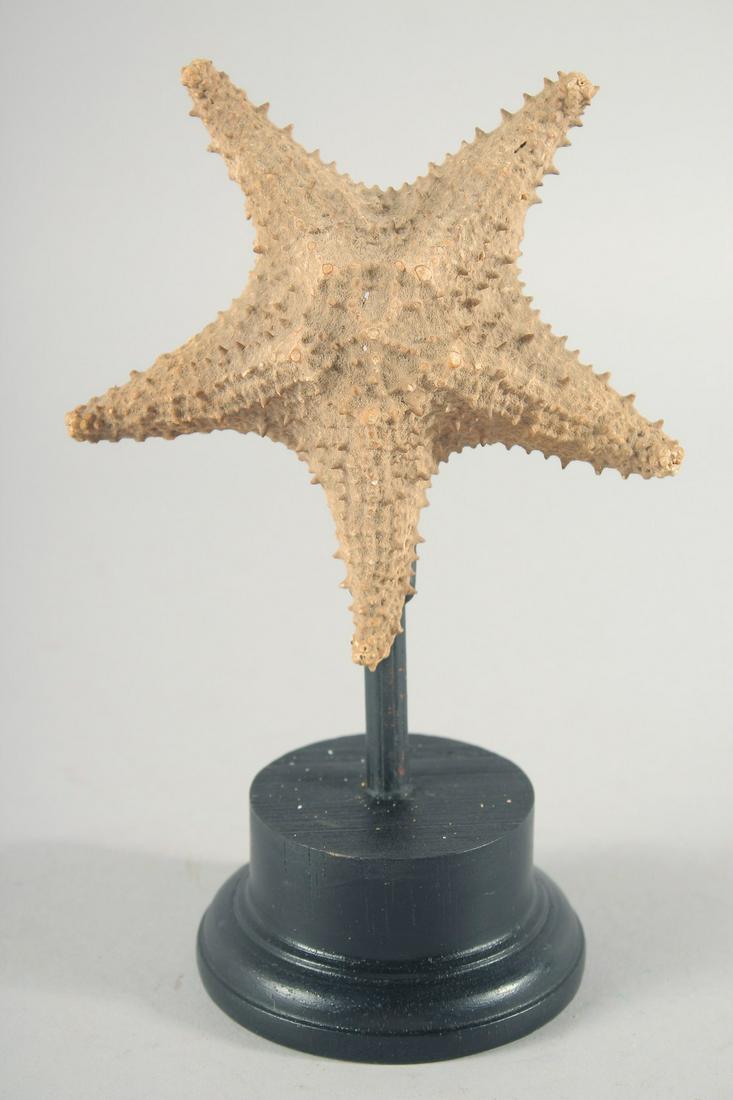 A SEA STAR SPECIMEN 5ins on a wooden base. (1 of 2)