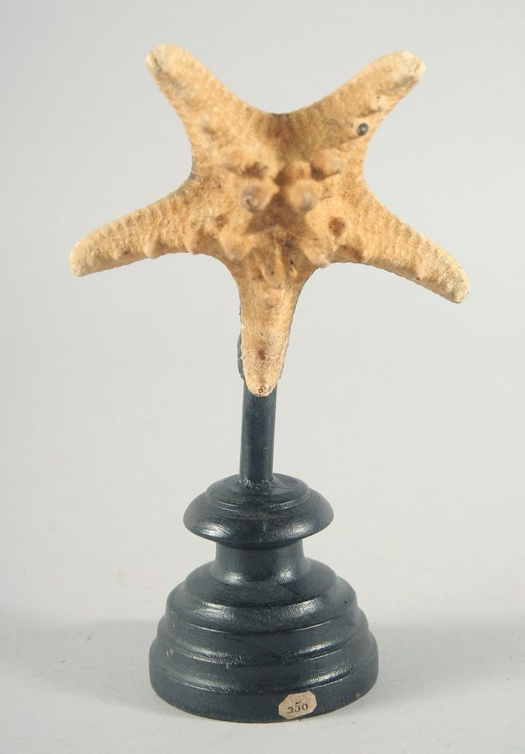 A SEA STAR SPECIMEN 4ins on a wooden base. (1 of 2)
