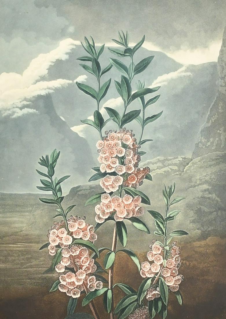 Robert John Thornton (1768-1837), from 'The Temple of Flora', after Reinagle, 'The Narrow Leaved: Robert John Thornton (1768-1837), from 'The Temple of Flora', after Reinagle, 'The Narrow Leaved Kalmia', aquatint, hand-coloured, 20.5" x 15.75" (52 x 40cm), Frederick Daniel and Son label verso.