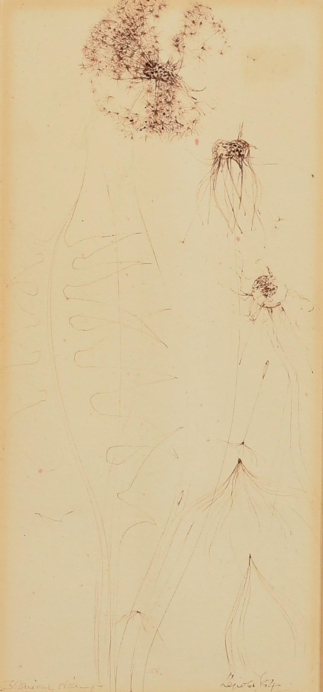 Alan Reynolds (1926-2014) British, 'Botanical Drawing, The Plant and Movement', sepia ink, signed,: Alan Reynolds (1926-2014) British, 'Botanical Drawing, The Plant and Movement', sepia ink, signed, inscribed and dated '54, Redfern Gallery trade label verso, 9.25" x 4.25", (23.5x11cm).