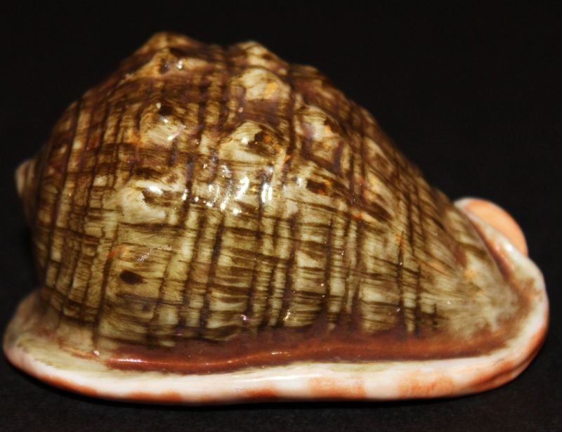 AN UNUSUAL CHINESE PORCELAIN MODEL OF A SHELL,: AN UNUSUAL CHINESE PORCELAIN MODEL OF A SHELL, naturalistically painted, 3.2in long.