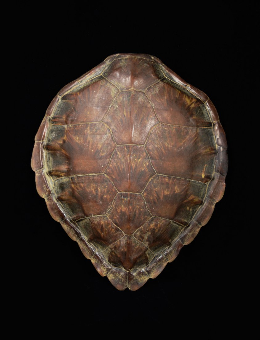 A Sea Turtle Shell: A Sea Turtle Shell | 玳瑁殼 Dimension: 42x37. Products related to endangered species, such as ivory, rhinoceros horn, and coral, are strictly prohibited to be imported or exported by