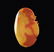 Natural Multi-Colour Agate Carved Dual Fish Pendant - 3