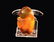 Natural Multi-Colour Agate Carved Dual Fish Pendant - 4