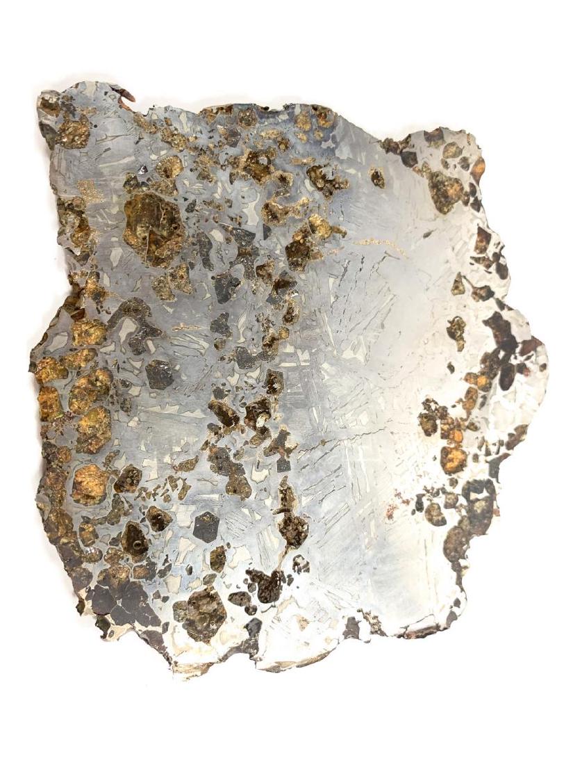 Seymchan Pallasite Meteorite Slice 561 grams: Seymchan pallasite meteorite slice from Russia. 20% olivine / 80% metal with nice Widmanstatten pattern. 561 grams. Measures 144mm x 142mm x 6mm. Seymchan was found in 1967. This meteorite collection