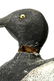 Bluebill Drake Duck Decoy - 6