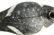 Bluebill Drake Duck Decoy - 7