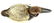 Canvasback Drake Duck Decoy - 3