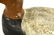 Canvasback Drake Duck Decoy - 6