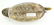 Mallard Drake Duck Decoy - 4
