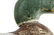 Mallard Drake Duck Decoy - 7