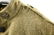 WWI US M1917 Uniform - 11