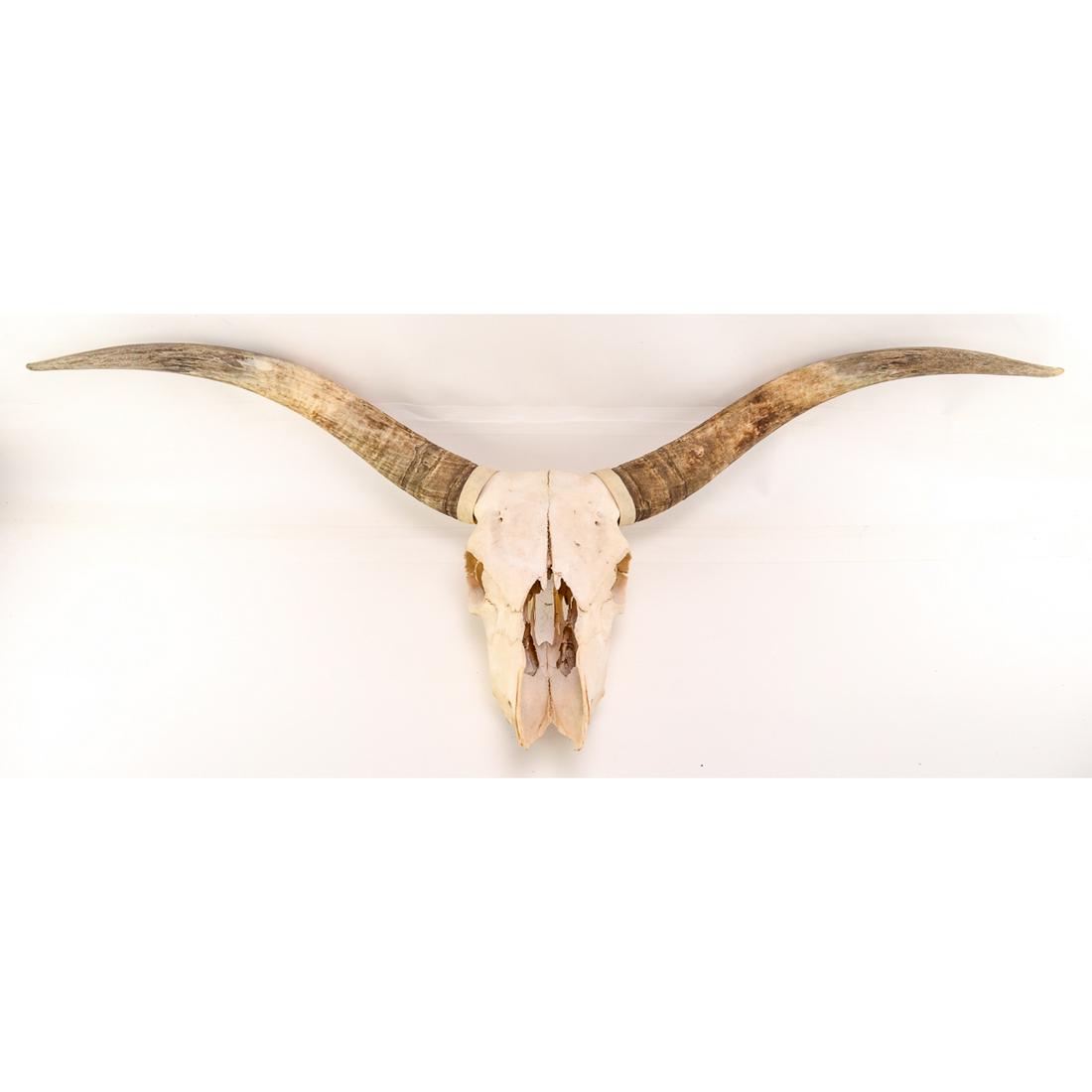Vintage Steer Scull w/54" Horns: Vintage Steer Scull w. 54" Horns. Scull 18" T x 8" W. Scull has teeth. Condition good. See photos.