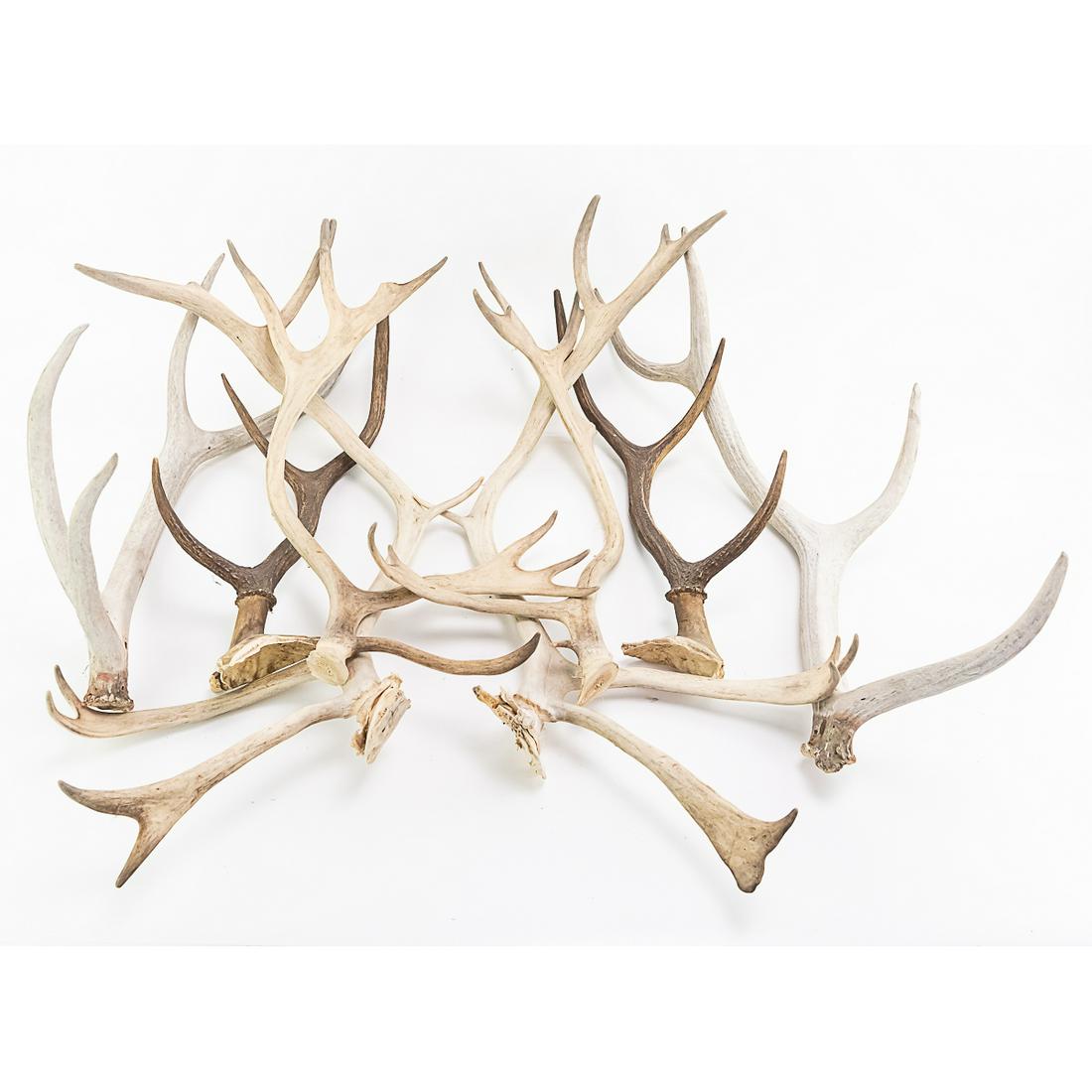 4 Pairs of Large Antlers: (4) Pairs of Antlers. Largest 4 point Antler 27" L. All pairs appear to be different animals. All in good condition. See photos.