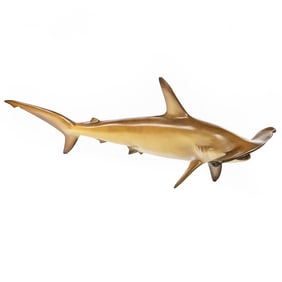 Golden Hammerhead Shark Full Mount Taxidermy