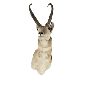 Proghorn Antelope Head & Shoulder Taxidermy Mount