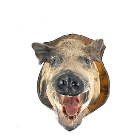 Wild Boar Shoulder & Head On Trophy Mount