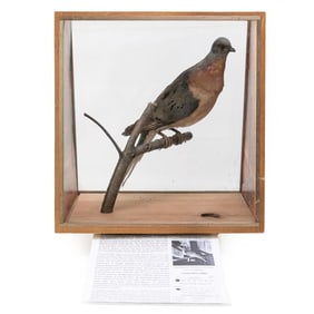 Rare Extinct Passenger Pigeon Display