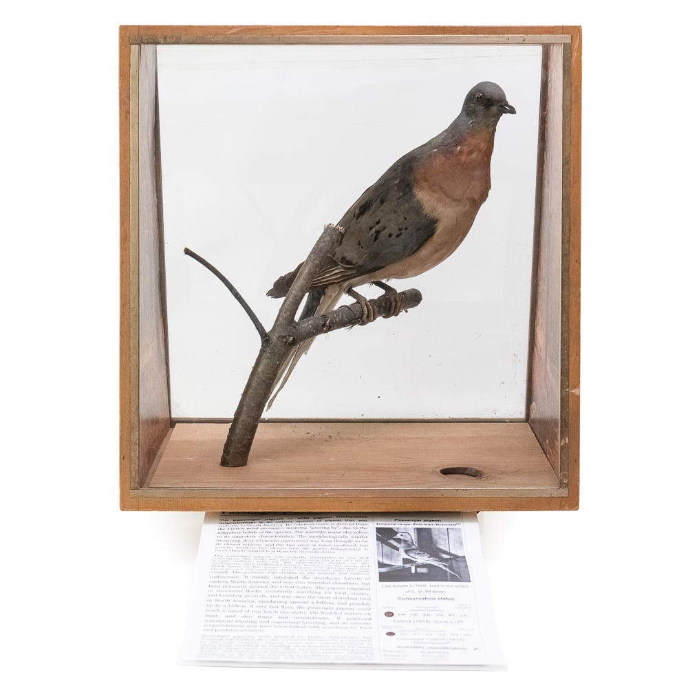 Rare Extinct Passenger Pigeon Display (1 of 8)