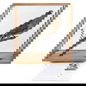 Rare Extinct Passenger Pigeon Display: A profoundly significant piece of natural and North American history, a taxidermy specimen of a Passenger Pigeon. Getting its name from the French word ?passager,? meaning "passing by", due to its mig