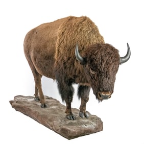Full Mount American Bison Taxidermy