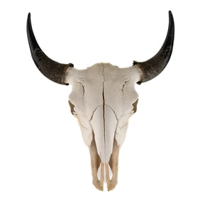 Impressive Steer/Bull Skull Horns