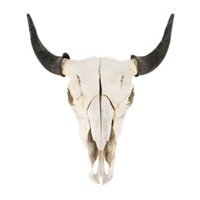 Taxidermy Bovine Skull with Horns